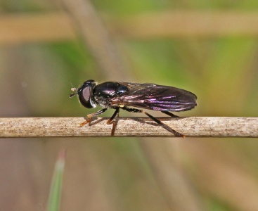Platycheirus rosarum, female, hoverfly, Alan Prowse